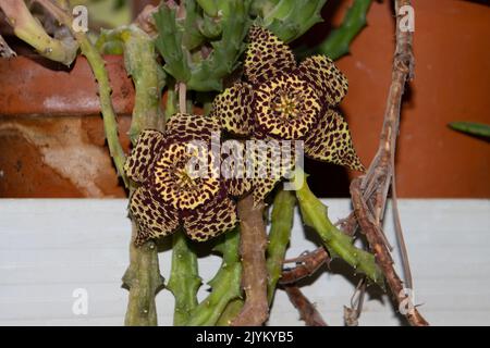 Blüte einer Seesterne, auch Aaspflanze oder Stapelia desmetiana genannt Stockfoto
