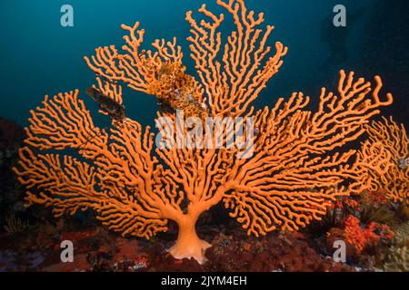 Ein einzelner großer, leuchtend orangefarbener Sinuous-Seeglüfter (Eunicella tricoronata), der sich vor dem dunklen Hintergrund absticht Stockfoto