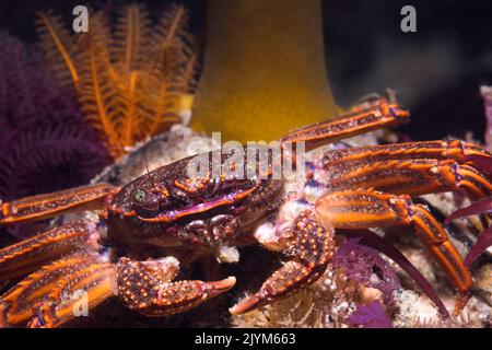 Nahaufnahme einer Cape Rock Crab (Plagusia chabrus) mit Blick auf die Kamera unter Wasser Stockfoto