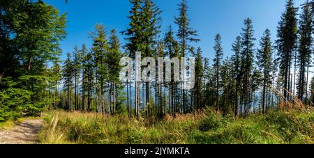 Panoramablick vom bewaldeten Berghang auf das bergige Gelände darunter. Aufnahme an einem sonnigen Tag, blauer Himmel im Hintergrund. Stockfoto