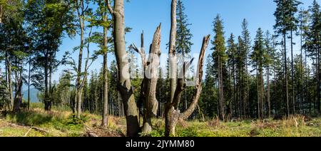 Panoramablick vom bewaldeten Berghang auf das bergige Gelände darunter. Aufnahme an einem sonnigen Tag, blauer Himmel im Hintergrund. Stockfoto