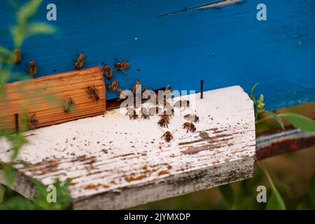 Bienenstöcke in einem Bienenhaus mit Bienen in einem grünen Garten. Stockfoto