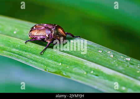 Makroaufnahme eines Kupferkäfer (Protaetia cuprea), der auf einem Blatt mit Wassertropfen sitzt. Stockfoto
