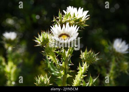 Carlina acaulis blüht im Sommergarten. Stockfoto