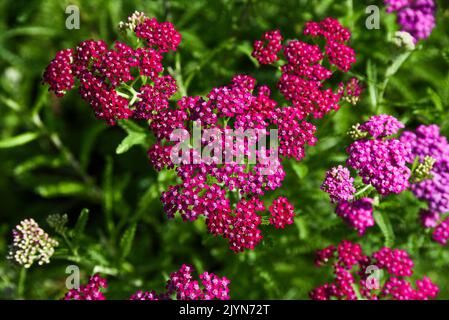 Die Königin von Cerise blüht im Sommergarten. Stockfoto