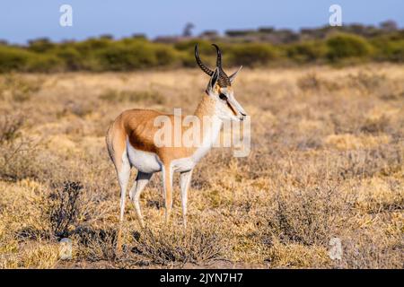 Seitenansicht von Springbok, Central Kalahari Game Reserve, Rakops, Botswana, Afrika Stockfoto