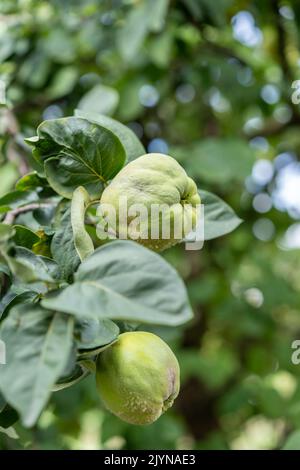 Zwei Quitten auf einem Zweig mit Blättern und Platz für Text. Vertikale Aufnahme. Stockfoto