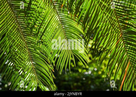 Cycas revoluta Blätter blühen im Sommergarten. Stockfoto