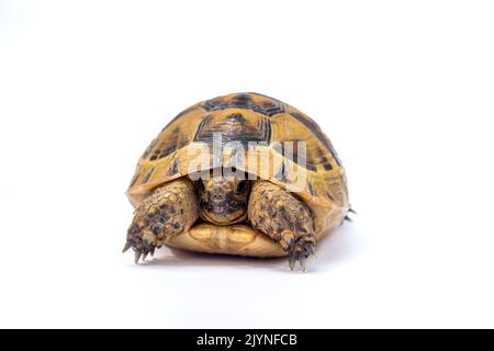 Schildkröte isoliert auf weißem Hintergrund. Stockfoto