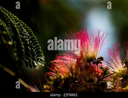 Die Blätter und Blüten des Mimosa-Baumes werden von Sonnenschein beleuchtet. Stockfoto