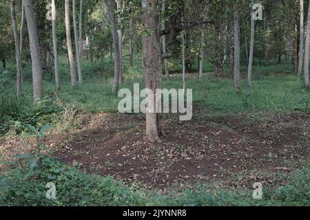 Landschaft mit Nelkencengeh und Karateplantagen in Semarang, Indonesien Stockfoto