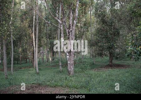 Landschaft mit Nelkencengeh und Karateplantagen in Semarang, Indonesien Stockfoto