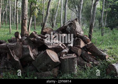 Haufen von Gummiholzresten im Wald (Hevea brasiliensis) Stockfoto