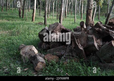 Haufen von Gummiholzresten im Wald (Hevea brasiliensis) Stockfoto