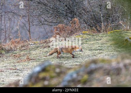 Rotfuchs (Vulpes vulpes) in den Vogesen, Frankreich