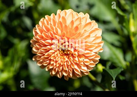 Apricot farbigen Ball Dahlia Blume Nahaufnahme Stockfoto