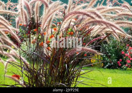 Pennisetum setaceum rubrum, Purple Fountain Grass, Beautiful Garden Grasses, Border Stockfoto