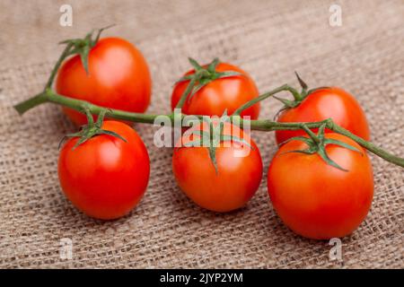 Zweig der frischen Tomaten auf dem Absacken Stockfoto