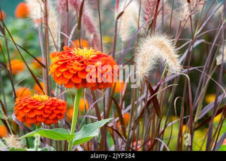 Elegante Zinnia, Bunt, Kombination, Pennisetum Rubrum, Rot, Blüten, Zinnia elegans, Schönheit, Blüte, Pflanzen Stockfoto