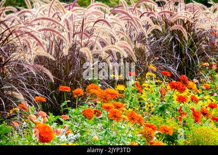 Schöne Crimson Brunnen Gras Pennisetum setaceum 'rubrum' und Zinnias in einem Blumenbeet Ornamental Gräser Bunte Spätsommer frühen Herbst Pflanzen Stockfoto