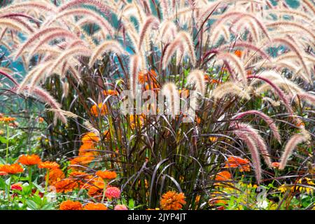 Lila Brunnengras, Spätsommer Gras Purpur Pennisetum setaceum rubrum, Rot, Zinnias, gemischt, Blumenbett Herbstgartenblumen Stockfoto