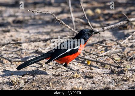 Purpurbrustwürger Vogel mit Ameise im Schnabel, Kalahari, Botswana, Afrika Stockfoto