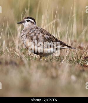 Dotterel, der Cleeve Hill in Gloucestershire besucht, sorgte bei einheimischen Vogelbeobachtern für Aufsehen Stockfoto