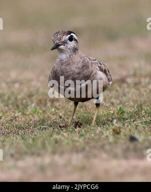 Dotterel, der Cleeve Hill in Gloucestershire besucht, sorgte bei einheimischen Vogelbeobachtern für Aufsehen Stockfoto