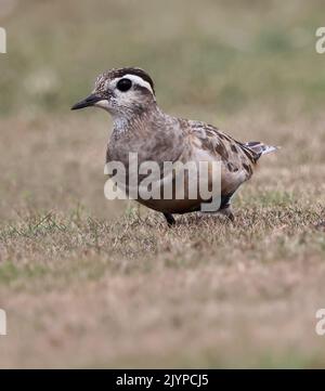 Dotterel, der Cleeve Hill in Gloucestershire besucht, sorgte bei einheimischen Vogelbeobachtern für Aufsehen Stockfoto