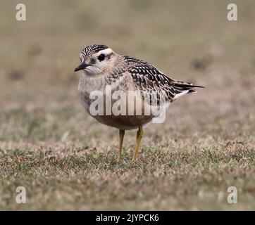 Dotterel, der Cleeve Hill in Gloucestershire besucht, sorgte bei einheimischen Vogelbeobachtern für Aufsehen Stockfoto