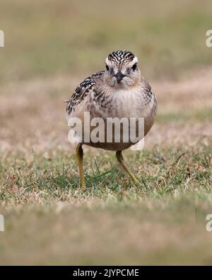 Dotterel, der Cleeve Hill in Gloucestershire besucht, sorgte bei einheimischen Vogelbeobachtern für Aufsehen Stockfoto