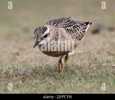 Dotterel, der Cleeve Hill in Gloucestershire besucht, sorgte bei einheimischen Vogelbeobachtern für Aufsehen Stockfoto