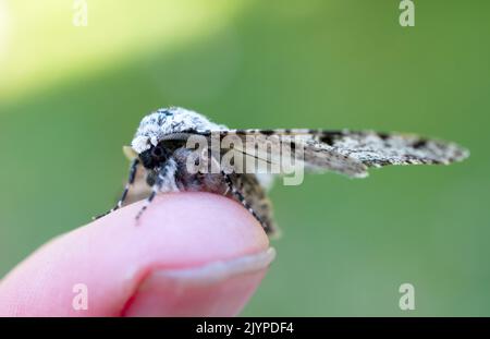 Eine gespickte Motte (Biston betularia), die an einem Juni-Tag in Sussex, England, Großbritannien, auf dem Daumen ruht. Stockfoto