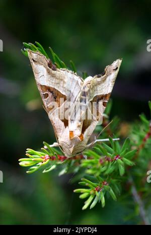 Eine Angle Shades (Phlogophora meticulosa) Motte, die an einem Juni-Tag in Sussex, England, Großbritannien, auf Heidekraut ruht. Stockfoto