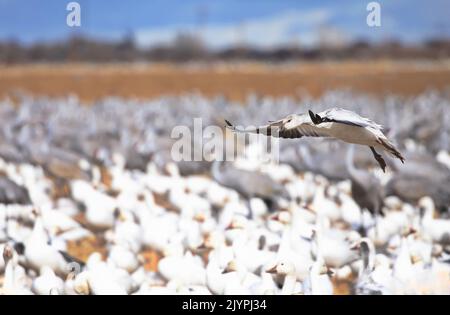 Die junge Schneegans im schwebenden Gleiten wählt einen Landeplatz in einer gemischten Gänse- und Sandhügelkran-Herde im Bernardo Waterfowl Refuge in New Mexico Stockfoto