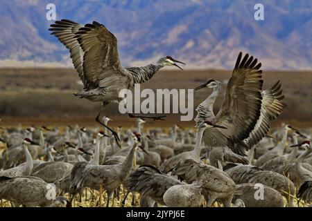 Springende Kämpfe zwischen Sandhill Cranes in Scharen im Bernardo Wildlife Area in New Mexico Stockfoto