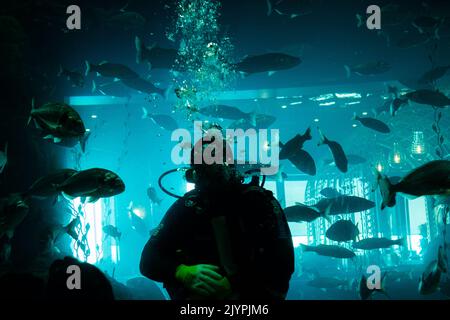 Schöne bunte Fische schwimmen in der Aquarienumgebung mit Taucher Stockfoto