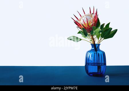 Protea Blume in blauer Glasvase auf blauem Tisch Stockfoto