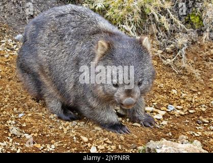 Der süße Wombat, der in Australien beheimatet ist, überquert den Straßenhang in der Nähe des Cradle Mountain National Park in Tasmanien Stockfoto