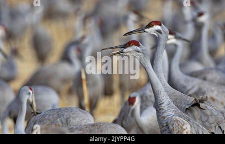 Schnabel offen und rufen Sandhill Crane in selektiver Fokus mit umliegenden Herde in Bokeh im Bosque del Apache National Wildlife Refuge in der Nähe von Socorro, Ne Stockfoto
