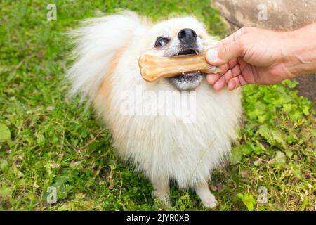 Pommern-Hund kaut einen Knochen auf grünem Grashintergrund. Ein Mann, der dem Haustier Futter gibt. Stockfoto