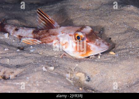 Ein bluefiner Gurnardfisch (Chelidonichthys kumu) versteckt sich im Sand Stockfoto