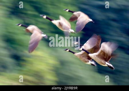 DEU, Deutschland, Nordrhein-Westfalen, Ruhrgebiet, Essen, 07.09.2022: Auftreffende Kanadagaense an der Ruhr in Essen Stockfoto