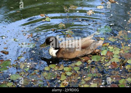 Manky Stockard Hybrid männliche Ente, Anas platyrhynchos, in der Nähe, schwimmen auf der Oberfläche eines Teiches mit einem verschwommenen Hintergrund aus offenem Wasser und Blättern. Stockfoto