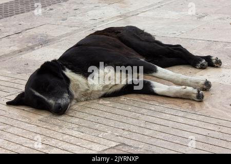 Netter Hund auf der Straße. Stockfoto