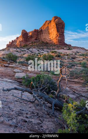 Eine tote Pinyon-Kiefer auf Navajo-Sandstein vor dem Ham Rock Butte, Arches National Park, Moab, Utah. Stockfoto