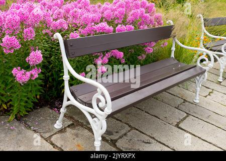 Rosa Phloxe hinter Metall Gartenbank Blumen blühende Garten Phlox Blumen Stockfoto