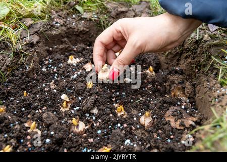 Hand sadi in Boden-Boden-Blumenzwiebeln. Hand hält eine Krokusbirne, bevor sie in den Boden gepflanzt wird Stockfoto