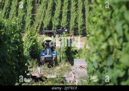 Der Bauer hackt die Weinreben in einem Weinberg auf einem steilen Hang mit einem Seilzug mechanisch ab Stockfoto