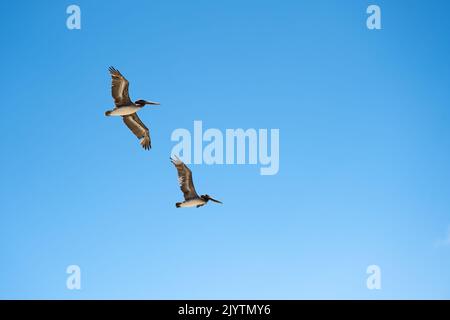 Zwei Pelikane fliegen auf ihre typische Weise durch den blauen Himmel. Stockfoto